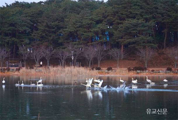 겨울 철새 고니, 대한민국의 숨 울진에서 힘찬 날개짓